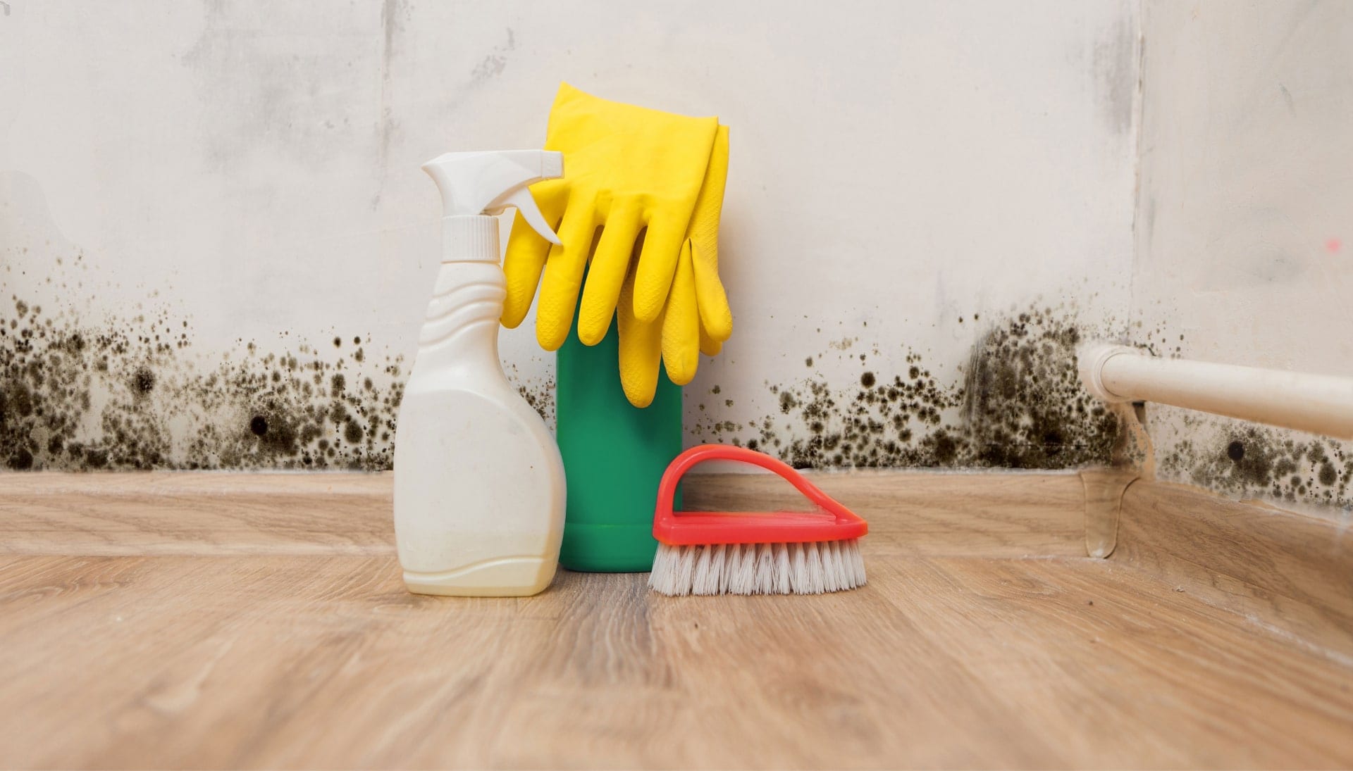 Know About Mold Removal In Alpharetta